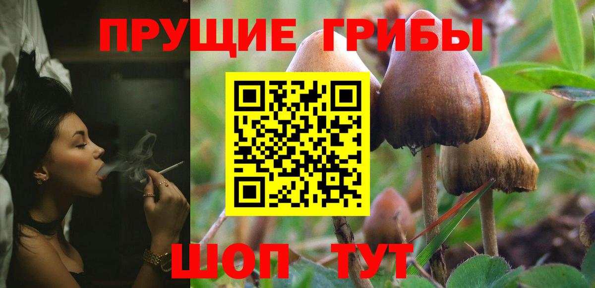 Тобольск  как найти закладки  Вход с VPN  Псилоцибиновые грибы Psilocybe 